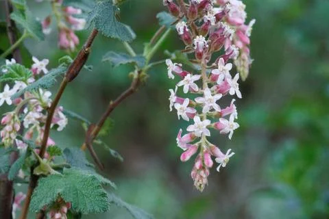 RIBES MALVACEUM BLOOM Stock Photos