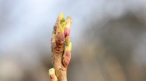 Ribes nigrum. Opening leaf buds on blackcurrant shrub branch Stock Footage 48319226