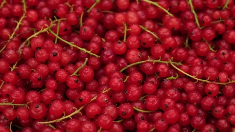 Ribes rubrum top view, rotation. Fresh summer berry. 4K UHD video Stock Footage 157594901