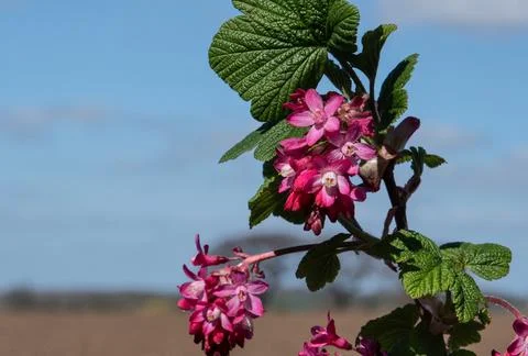 Ribes shrub in full boom Stock Photos