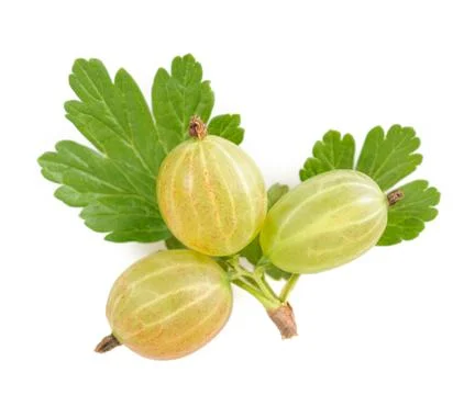 Ribes uva-crispa Stock Photos