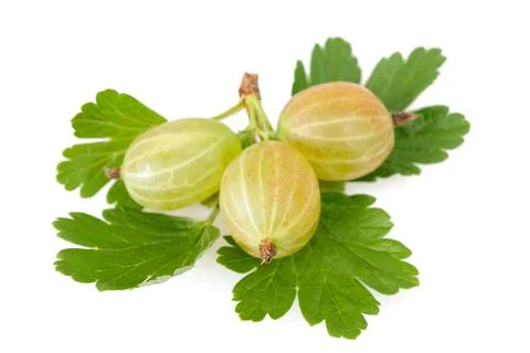 Ribes uva-crispa Stock Photos