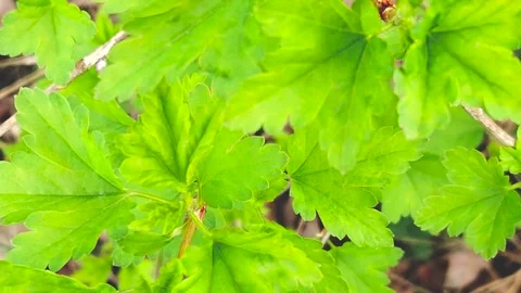 Ribes uva crispa in spring forest. Stock Footage 333612963