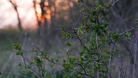 Ribes uva-crispa - Wild shrub with spikes in the forest during sunset. The be Video stock 106627011
