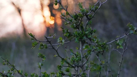 Ribes uva-crispa - Wild shrub with spikes in the forest during sunset. The be Stock Footage 106627376