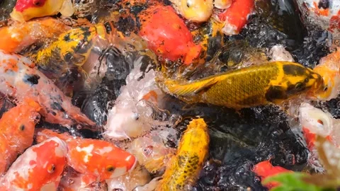 Ribi Stock Footage 235003524