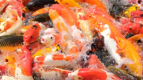 Ribi2 Stock Footage 235003413