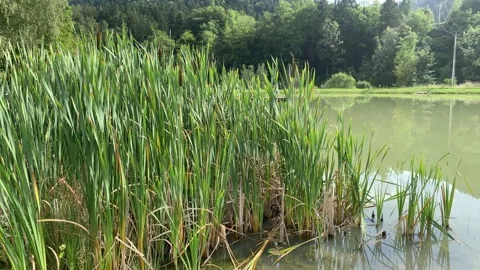 Ribič v daljavi Video stock 137777755