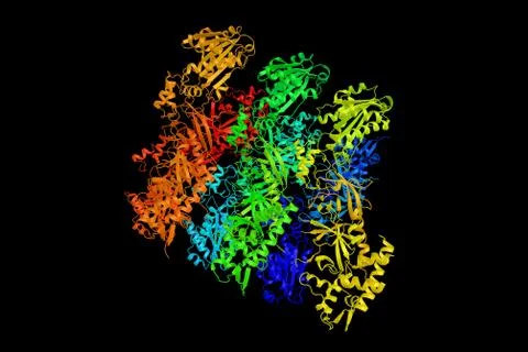 Ribonuclease H2, subunit B, a protein  composed of a single catalytic subun.. Illustration