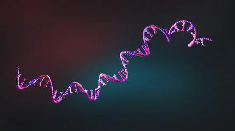 Ribonucleic acid strands consisting of nucleotides - 3d illustration Stock Illustration