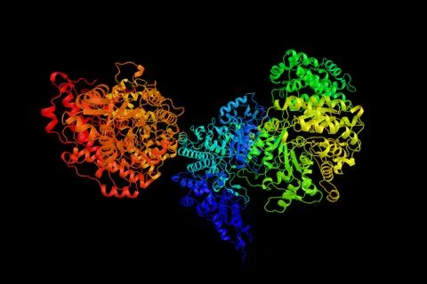 Ribonucleotide reductase e441q mutant r1 protein from Escherichia coli. An .. Stock Illustration