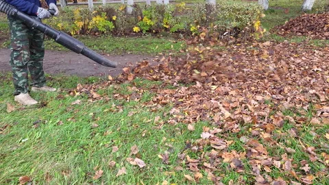 Ribor blower producing air flow for cleaning foliage debris Stock Footage 219973091
