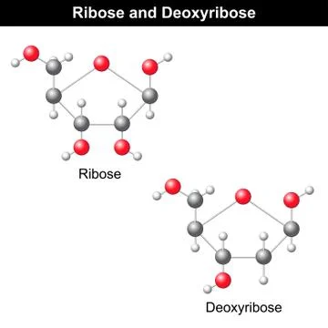 Ribose and deoxyribose structures Stock Illustration