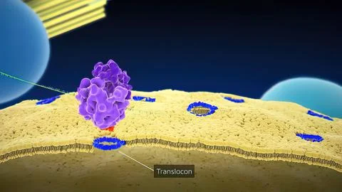 Ribosomal DNA (rDNA) is a DNA sequence that codes for ribosomal RNA Illustrazione stock