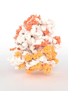 Ribosome Stock Illustration