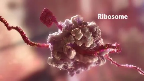 The ribosome is a large and complex molecular machine Stock Illustration