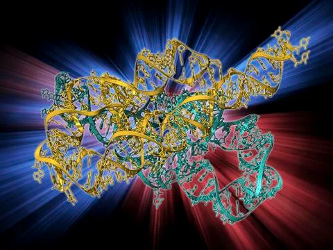 Ribozyme enzyme and RNA Stock Illustration