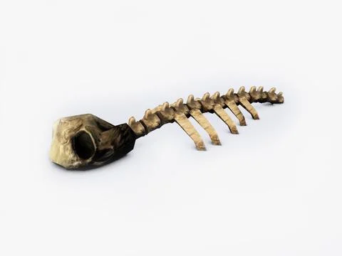 Ribs and bones 3D Model