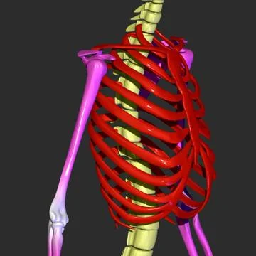 Ribs Stock Illustration