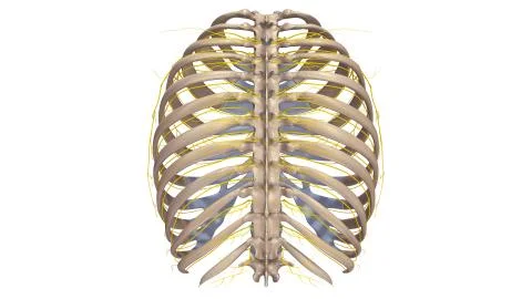 Ribs with Nerves posterior view Stock Illustration