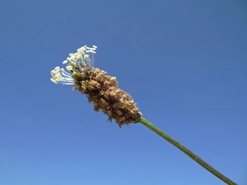 Ribwort Foto stock