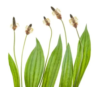 Ribwort Stock Photos