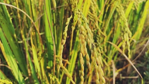 Rice abstract and background feeds Stock Footage 224882391