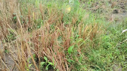 Rice after harvest and stems start to rot Stock Footage 220609864