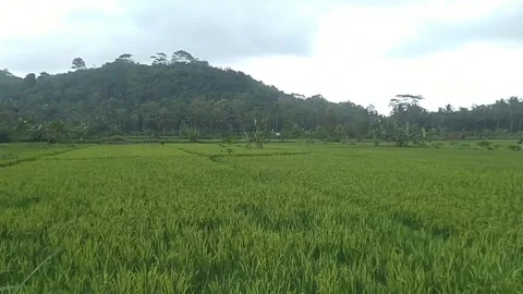 Rice agriculture Stock Footage 279207418