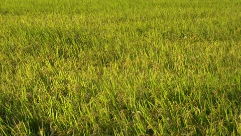 Rice almost ready for harvesting, blowing in the wind, 4K, handheld Stock Footage