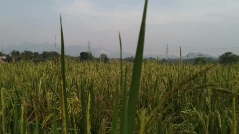 The rice is almost ripe Video stock 272709042
