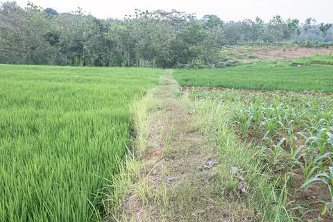 Rice and Maize Plots Divided by Grass Path Stock Photos