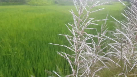 Rice and more 動画素材 138508175