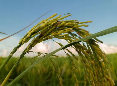 Rice and pests Stock Photos