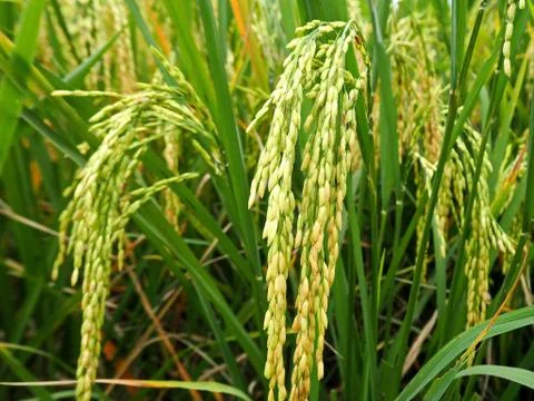 Rice and Rice Fields Stock Photos