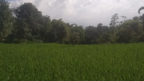 Rice and sound Stock Footage