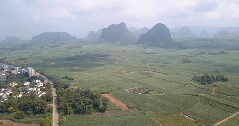 Rice and sugar cane fields of south China aerial view Stock Footage 114638044