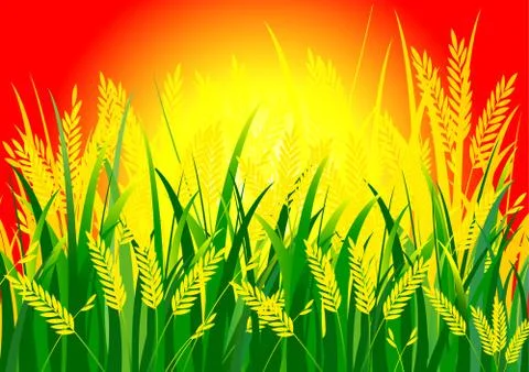 Rice and sun Illustrazione stock