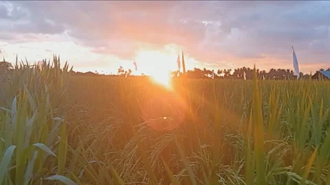 Rice and sunset Video stock 238496016