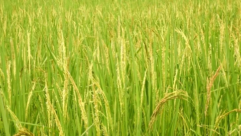 Rice and wind Video stock 253701961