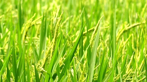 Rice are moving by wind in the field, country side  Chiangmai Thailand. Stock Footage 239119042