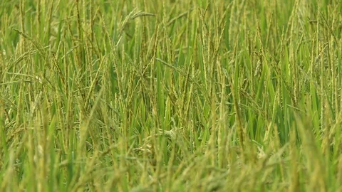 Rice background Stock Footage 124321709