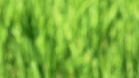 Rice background Stock Footage 196677394