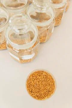 Rice bean in laboratory Stock Photos