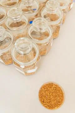 Rice bean in laboratory Foto stock