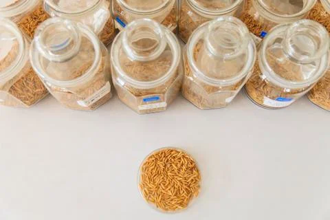 Rice bean in laboratory Foto stock