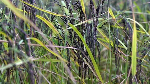 Rice berry Stock Footage 119824062