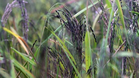 Rice berry Stock Footage 119825307