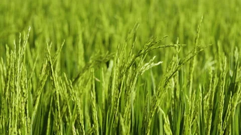 Rice Blowing in the Wind, Bali Stock Footage 147296284