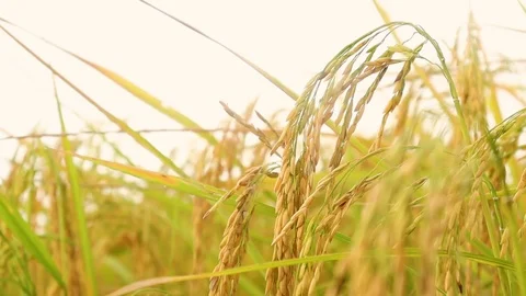 The rice blown by the wind Stock Footage 119804627